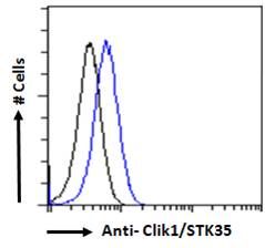 STK35 antibody