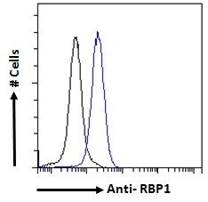 Goat anti-RBP1 Antibody