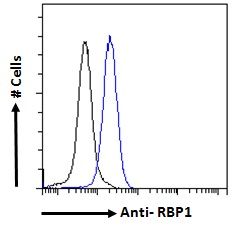 RBP1 antibody