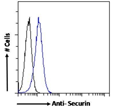 Goat anti-Pituitary tumor-transforming 1 / Securin Antibody