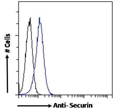 PTTG1 antibody