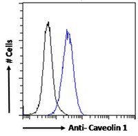 Goat anti-Caveolin 1 Antibody