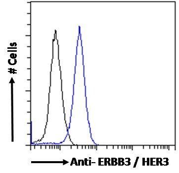 Goat anti-ERBB3 / HER3 Antibody
