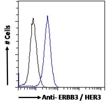 ERBB3 antibody