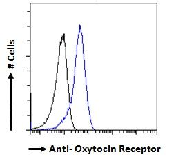 Goat anti-Oxytocin Receptor Antibody