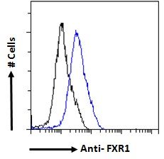 FXR1 antibody
