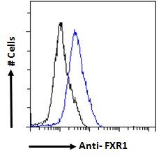 Goat anti-FXR1 Antibody