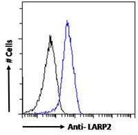 LARP2 antibody