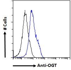 OGT antibody