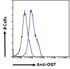 Goat anti-OGT Antibody