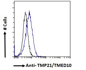 TMED10 antibody