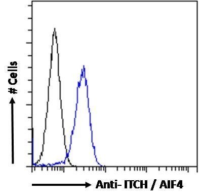Goat anti-ITCH / AIF4 Antibody