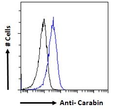 Goat anti-Carabin / TBC1D10C Antibody