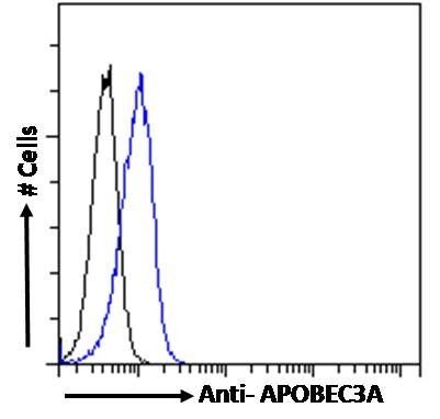 APOBEC3A antibody