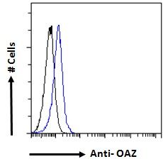 Goat anti-OAZ Antibody