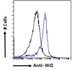 WIZ antibody