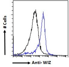 Goat anti-WIZ Antibody