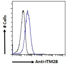 ITM2B antibody