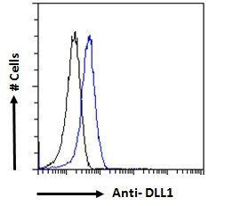 DLL1 antibody