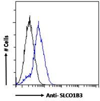 SLCO1B3 antibody