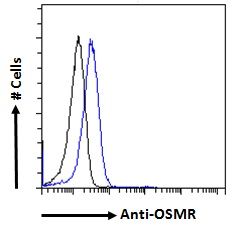 OSMR antibody