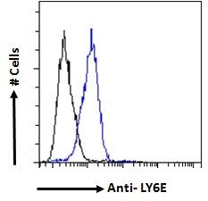 LY6E antibody