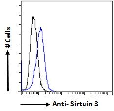 SIRT3 antibody