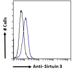 Goat anti-Sirtuin 3 (mouse) Antibody