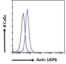 USP6 antibody