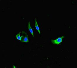 FCER1A Antibody