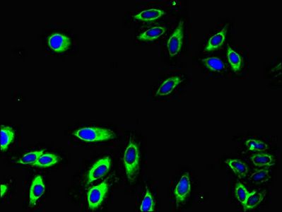 FCGR2A antibody