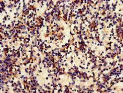FCGR3A Antibody