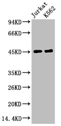 FCGR3A Antibody
