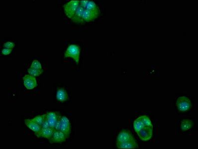 FCHO1 antibody