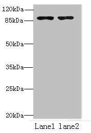 FCHSD2 antibody