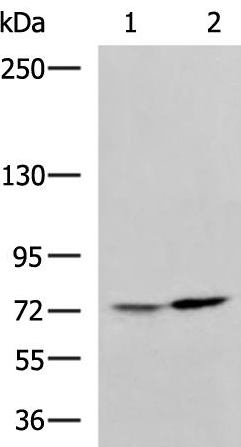 ADAMTS5 Antibody