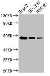 FDFT1 antibody