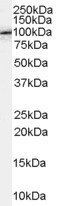 APBB1/FE65 Antibody