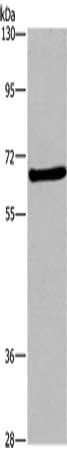 FEM1B antibody