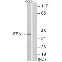 FEN1 antibody