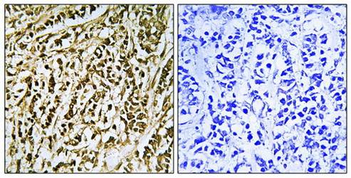FEN1 Antibody