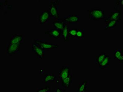 FERD3L Antibody