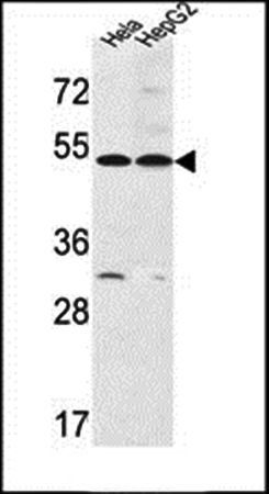 FERMT1 antibody
