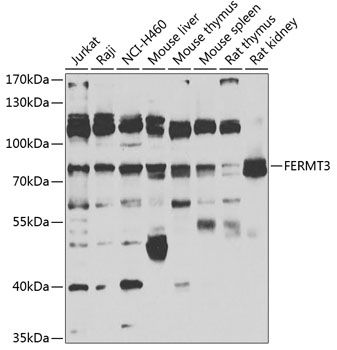 FERMT3 antibody