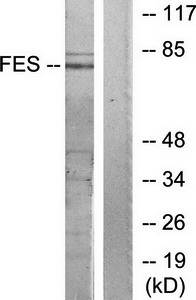 FES Antibody