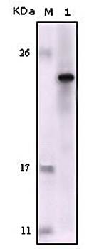 FES Antibody
