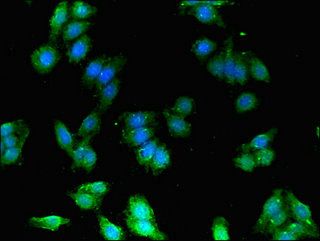 FEZ1 Antibody