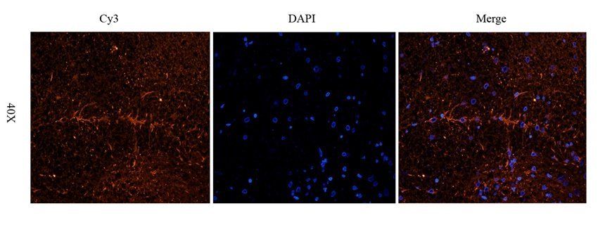 FFAR1 antibody