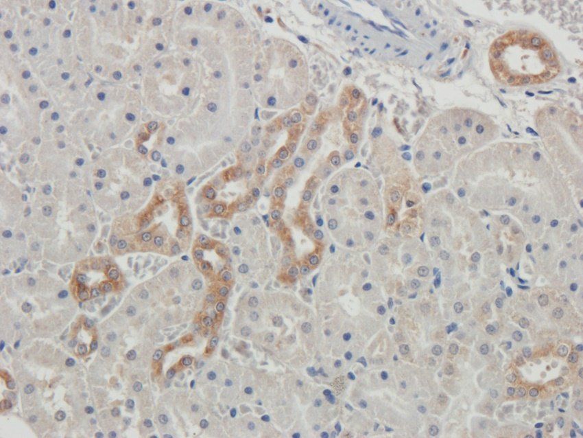 FFAR1 antibody