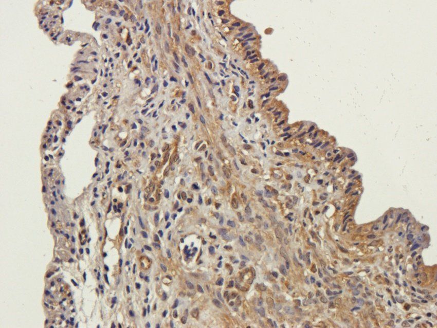 FFAR1 antibody